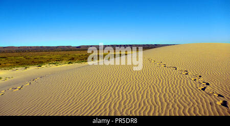 Ningaloo Reef dune di sabbia circondate da spinifex e il Parco Nazionale di Cape Range Foto Stock