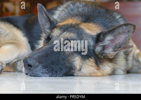 Pastore Tedesco dog sitter bassa con le orecchie dormire Foto Stock