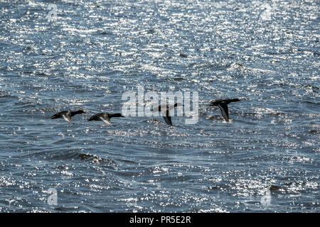 Quattro le anatre bastarde in volo Foto Stock