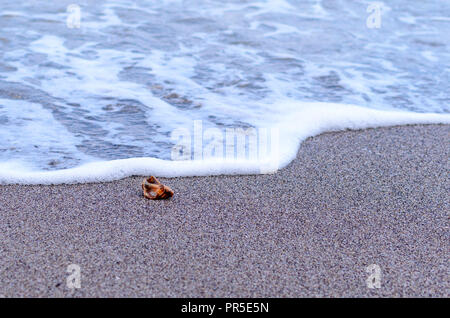 Conchiglia di mare sulla spiaggia con la schiuma delle onde Foto Stock