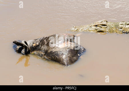 Coccodrillo del Nilo in attesa di un sommerso gnu carcassa a rot, fiume di Mara, il Masai Mara, Kenya Foto Stock