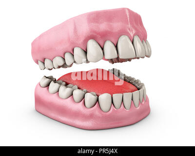 La ganascia a denti, odontoiatria, medicina concetto, isolati su sfondo bianco 3d'illustrazione. Foto Stock