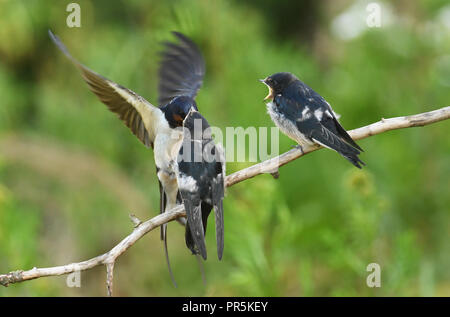 Barn Swallow (Hirundo rustica) alimentazione dei neonati Foto Stock