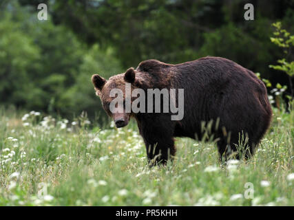 Wild l'orso bruno (Ursus arctos) Foto Stock