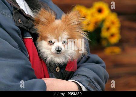 Carino il cane di Pomerania portati nella camicia, picco fuori. Foto Stock