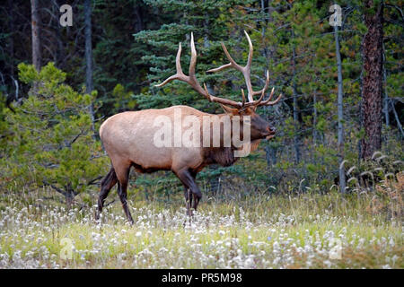Elk Bull, grandi corna a camminare in un prato a bordo della foresta di pini. Foto Stock