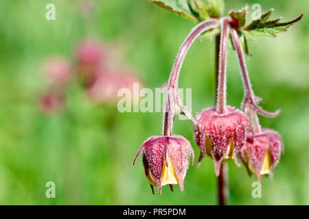 Acqua (Avens geum rivale), talvolta chiamato Billy pulsante, close up di un singolo fiore con bassa profondità di campo. Foto Stock
