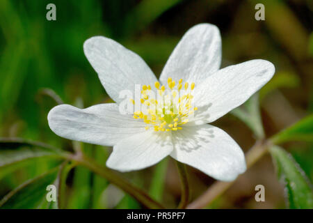 Legno (Anemone Anemone nemorosa ,), noto anche come Windflower, close up di un solitario fiore. Foto Stock