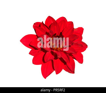 Il Dahlia (nome, Babilonia) nel giardino Dahlia Baden Baden vicino al parco Lichtentaler vicolo. Baden-Baden, Baden Württemberg, Germania Foto Stock