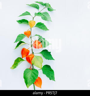 Fiore di arancia di physalis alkekengi isolati su sfondo bianco. Withania somnifera. Ashwagandha. Lanterna cinese piante, Lanterna giapponese, vescica c Foto Stock