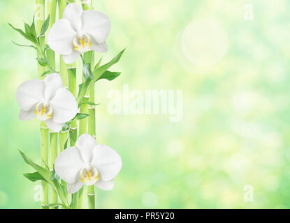 Più gambo di Lucky Bamboo (Dracaena Sanderiana) con foglie verdi e tre fiori di orchidea bianchi su giallo-verde sfondo naturale, con copy-spac Foto Stock