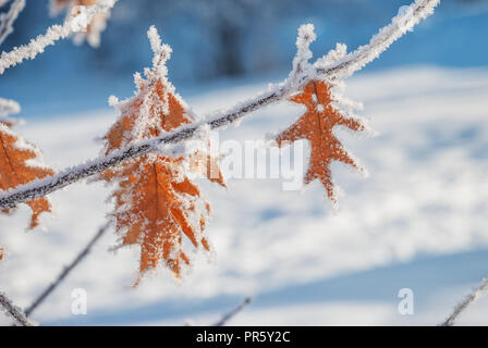 Foglie di autunno di quercia rossa, coperto con soffici brina, contro lo sfondo della neve fresca in una fredda giornata invernale Foto Stock