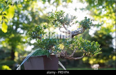 Bonsai giapponese in un giardino giapponese con un sole splendente. Foto Stock