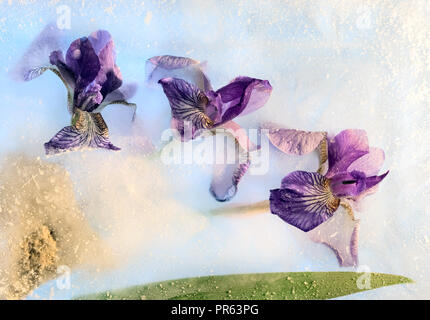 Congelati bellissimo fiore iris. blossomsin il cubo di ghiaccio Foto Stock