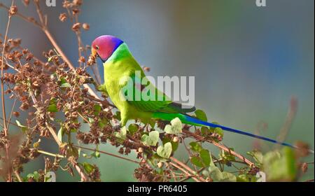 Prugna intitolata parrocchetto - Giovane uccelli / Parrot Foto Stock