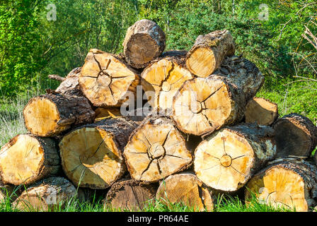 Accatastati tronchi di alberi - Francia. Foto Stock