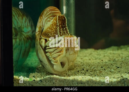 Shell Nautilus nuoto in acquario. Fossile vivente Foto Stock