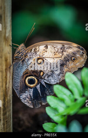 Blu Peleides morfo butterfly noto anche come Morpho peleides Foto Stock