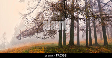 Nebbia e colori autunnali nella foresta del parco regionale del Campo dei Fiori Varese Foto Stock