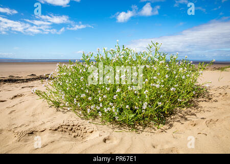 Mare stock Matthiola sinuata una rara senape cresce al di sopra di alta marea in linea Berrow Dune sul Canale di Bristol Somerset REGNO UNITO Foto Stock