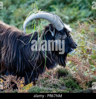 Capra selvatica di ram con vegetazione di decorare le sue corna su Lundy Island al largo della costa del Devon UK Foto Stock