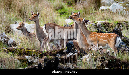Sika deer Cervus nippon sull isola di Lundy della costa nord del Devon Regno Unito Foto Stock