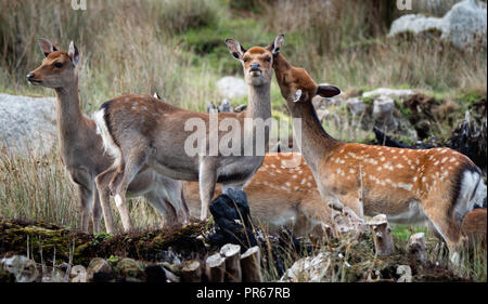Sika deer Cervus nippon sull isola di Lundy della costa nord del Devon Regno Unito Foto Stock