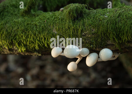 La porcellana funghi che crescono su caduto e coperte di muschio ramo è illuminato dal tardo pomeriggio alla luce del sole Foto Stock