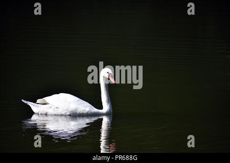 Swan su un lago di Brooklyn, New York Foto Stock