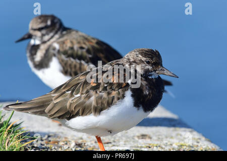 In prossimità dei due turnstones appollaiate sul molo di Weymouth Foto Stock