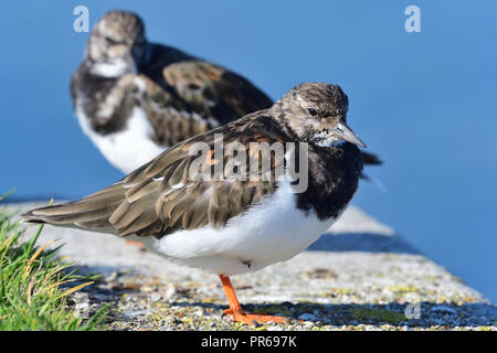 In prossimità dei due turnstones appollaiate sul molo di Weymouth Foto Stock