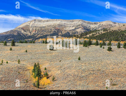 Aspen in autunno a colori al di sotto di hogback montagna nella gamma snowcrest vicino ontano, montana Foto Stock