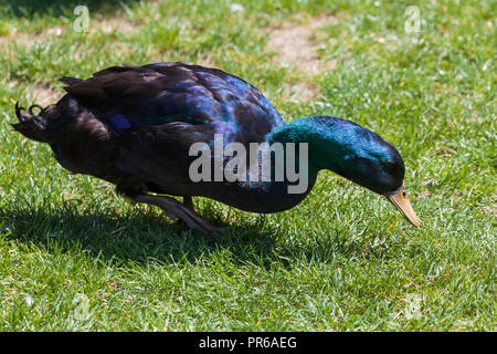 Un anatra Cayugo con balck piume che cambiano al porpora, blu e verde come il sole si riflette dal camminare attraverso la molla di erba. Foto Stock