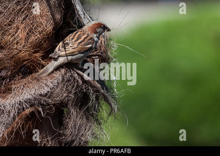 Un piccolo uccello canzone albero di raccolta delle fibre per un nido illuminata dal sole primaverile con uno sfondo sfocato. Foto Stock
