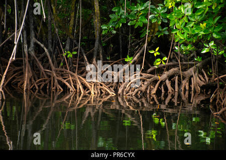 Radici di antenna di una struttura di mangrovie, Rhizophora sp., Pohnpei, Stati Federati di Micronesia Foto Stock