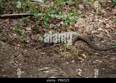 Monitor lizard sull Isola di Tioman Foto Stock