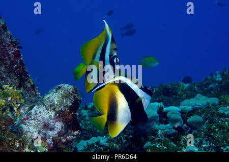 Mascherati, bannerfish Heniochus monoceros, Pohnpei, Stati Federati di Micronesia Foto Stock