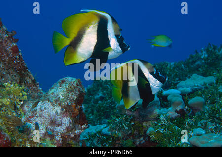 Mascherati, bannerfish Heniochus monoceros, Pohnpei, Stati Federati di Micronesia Foto Stock