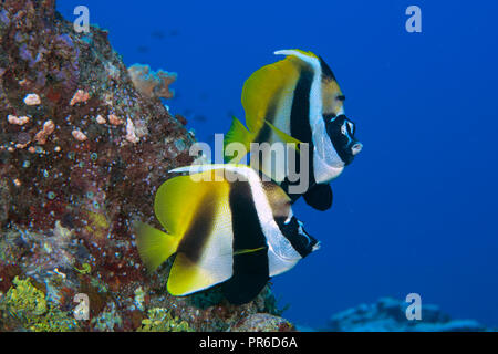 Mascherati, bannerfish Heniochus monoceros, Pohnpei, Stati Federati di Micronesia Foto Stock