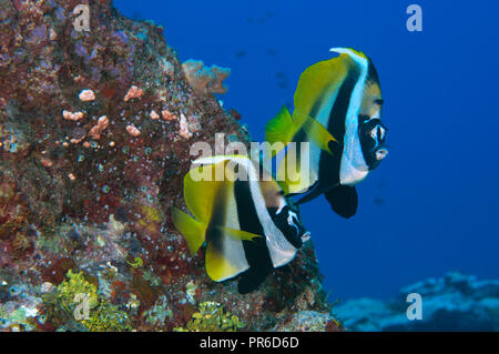 Mascherati, bannerfish Heniochus monoceros, Pohnpei, Stati Federati di Micronesia Foto Stock