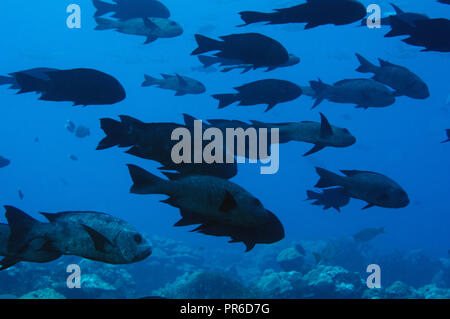 Scuola di black snapper, Macolor niger, Pohnpei, Stati Federati di Micronesia Foto Stock