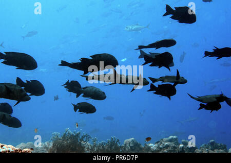 Scuola di black snapper, Macolor niger, Pohnpei, Stati Federati di Micronesia Foto Stock