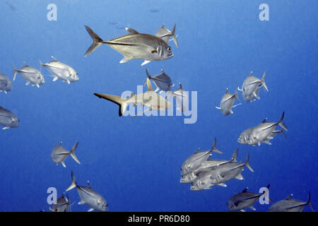 Grey Reef shark Carcharhinus amblyrhynchos, nuotate con una scuola di carangidi obeso, Caranx sexfasciatus, Pohnpei, Stati Federati di Micronesia Foto Stock