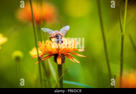 Bee raccoglie il nettare dal fiore crepis alpina Foto Stock