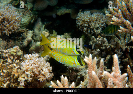 Due rabbitfishes mascherato, Siganus puellus, Pohnpei, Stati Federati di Micronesia Foto Stock