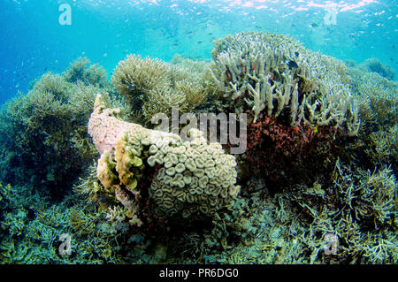 Tropical Coral reef con specie di coralli duri Acropora sp. e Montastrea sp., Pohnpei, Stati Federati di Micronesia Foto Stock