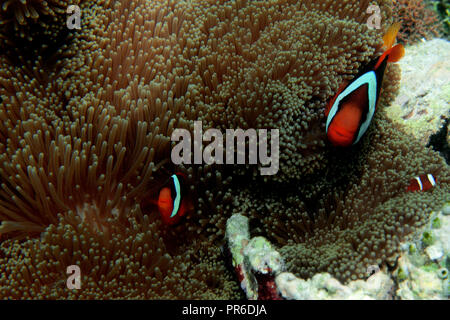 Il pomodoro clownfish, Amphiprion frenatus, nella sua anemone marittimo, Pohnpei, Stati Federati di Micronesia Foto Stock