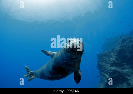 Hawaiian foca monaca, Neomonachus schauinslandi, specie in via di estinzione, Lehua Isola, Niihau, Hawaii, STATI UNITI D'AMERICA Foto Stock