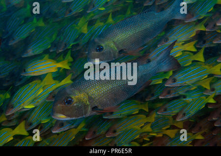 Due imperatori obeso, Monotaxis grandoculis, tra una scuola di bluestripe lutiani, Lutjanus kasmira, Poipu, Kauai, Hawaii, STATI UNITI D'AMERICA Foto Stock