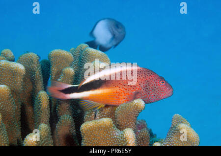 Blackside hawkfish, Paracirrhites forsteri, Poipu, Kauai, Hawaii, STATI UNITI D'AMERICA Foto Stock